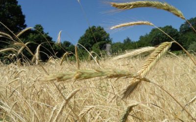 ALSIA, Premio Enzo Laganà per il miglior agricoltore custode della agrobiodiversità della Basilicata nel 2020