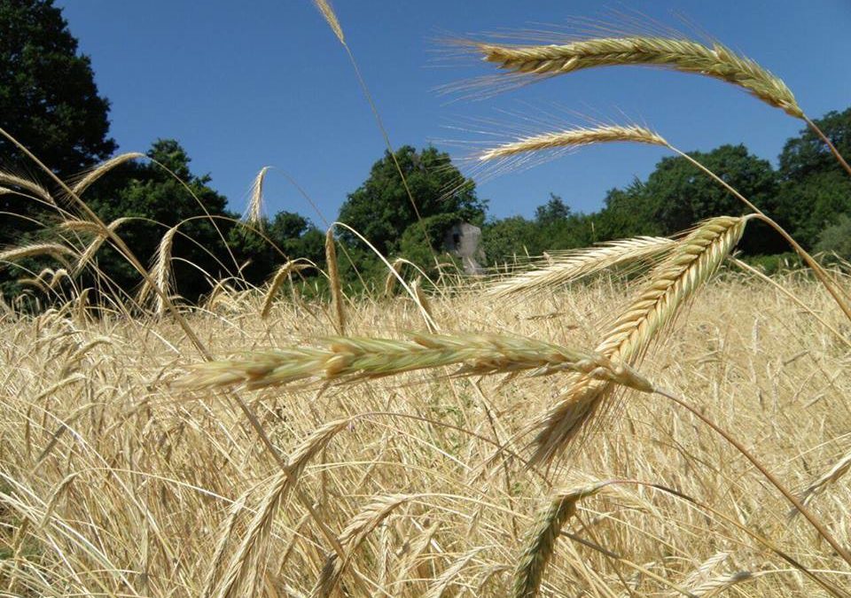 ALSIA, Premio Enzo Laganà per il miglior agricoltore custode della agrobiodiversità della Basilicata nel 2020