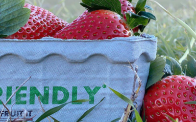 Fragola Matera®: un prodotto di alta qualità che ha un occhio di riguardo nei confronti dell’ambiente